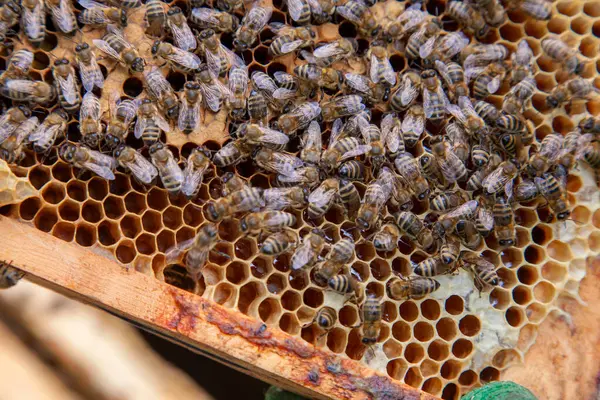ミツバチのフレーム 彼らの若者のための開いて密封された細胞と巣の中で忙しいミツバチ 若いミツバチの誕生 いくつかの動物 ハニカム構造と小さな白いワームを示すクローズアップ ストックフォト