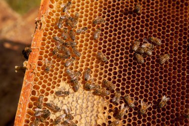 Tatlı ballı arı kovanından alınan bir arı kovanının çerçeveleri. Tatlı bal için açık ve mühürlü hücreleri olan sarı bal peteğinde meşgul arılar. Arı balı güzel kahverengi bal peteğinde toplandı.