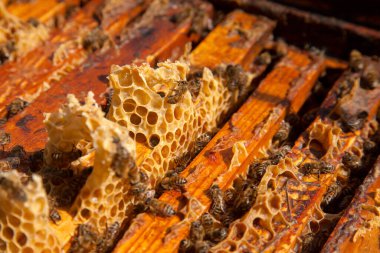 Arı kovanının çerçeveleri. Bal arılarının oluşturduğu çerçeveleri gösteren açılan kovan gövdesinin yakından görünümü