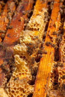 Arı kovanının çerçeveleri. Bal arılarının oluşturduğu çerçeveleri gösteren açılan kovan gövdesinin yakından görünümü