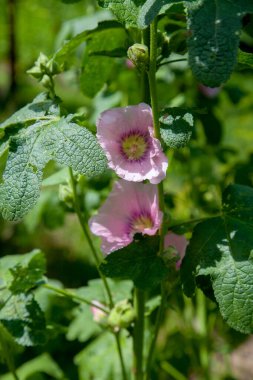 White-pink flowers of musk mallow or lavatera with a yellow center lit by the sun in the courtyard of the house in summer. Mallow flowers, selective focus. Musk mallow flower on a green backgroun