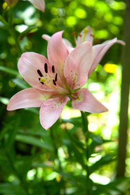 Close up view of pink stargazer Lilies and green foliage. Full blooming of Pink Asiatic lily flower. Summer flower