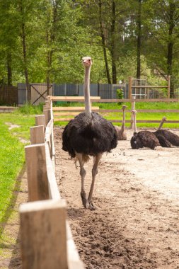 Devekuşu - Struth io camelus, Afrika 'nın büyük bölgelerine özgü, uzun güçlü bacakları, uzun boynu ve küçük kafası olan, yaşayan en büyük kuş türüdür. Devekuşlarının çiftleşmesi, organik tarım kavramı.