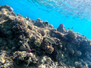 Sualtı panoramik mercan resifleri tropikal balıklar, deniz yosunları ve Mısır 'daki mercanlar. Acropora gemmifera ve Hood mercanı ya da Pürüzsüz karnabahar mercanı (Stylophora pistillata), Lobophyllia hemprichii, Acropora hemprichii veya Pristine Stag