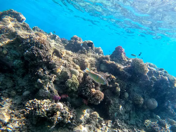 Sualtı panoramik mercan resifleri tropikal balıklar, deniz yosunları ve Mısır 'daki mercanlar. Acropora gemmifera ve Hood mercanı ya da Pürüzsüz karnabahar mercanı (Stylophora pistillata), Lobophyllia hemprichii, Acropora hemprichii veya Pristine Stag