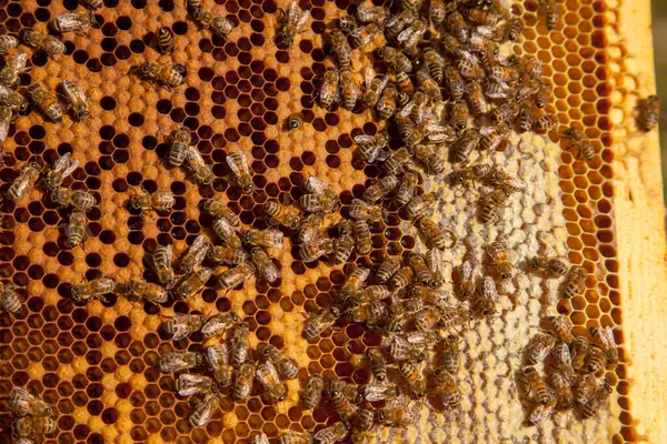 ミツバチのフレーム 彼らの若者のための開いて密封された細胞と巣の中で忙しいミツバチ 若いミツバチの誕生 いくつかの動物とハニカム構造を示すクローズアップ ロイヤリティフリーのストック写真