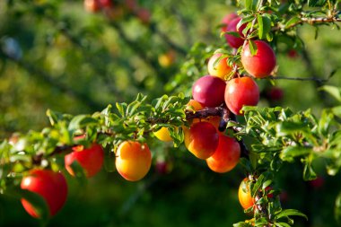 Mirabelle eriği (ayrıca Mirabelle eriği veya kiraz eriği olarak da bilinir), erik ağacından oluşan bir erik grubudur. Olgun kırmızı kiraz eriği meyveli dallar. Meyve bahçesinde yetişen kiraz ağacı
