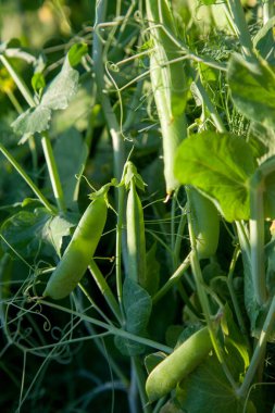 Bahçedeki bezelye bitkisinin üzerindeki parlak yeşil bezelye kabukları. Bezelye yetiştiriyorum. Sebze bahçesinde çiçek ve kabuklu taze bezelyelerin yakın görüntüsü.