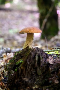 Boletus edulis mantarı (seps, penny bun, porcino veya kral bolete, genellikle Porcini mantarı olarak bilinir) sonbahar mevsiminde yosun ve düşen yapraklar arasında orman toprağında yetişir.