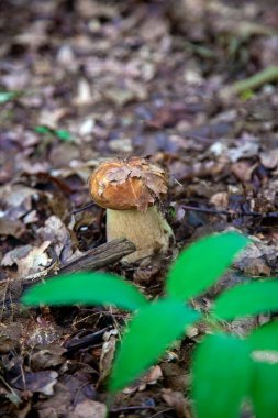 Boletus edulis mantarı (seps, penny bun, porcino veya kral bolete, genellikle Porcini mantarı olarak bilinir) sonbahar mevsiminde yosun ve düşen yapraklar arasında orman toprağında yetişir.