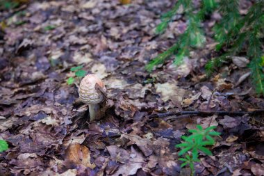 Yenilebilir mantar Amanita rubescens genellikle kızaran manita olarak bilinir. Sonbahar ormanlarında düşen yaprakların arasında yetişen yabani mantar.