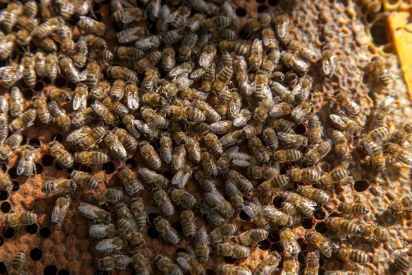 Frames of a beehive. Busy bees inside the hive with open and sealed cells for their young. Birth of o a young bees. Close up showing some animals and honeycomb structure