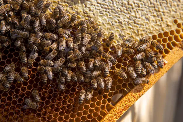 Frames Van Een Bijenkorf Net Genomen Van Bijenkorf Met Zoete — Stockfoto
