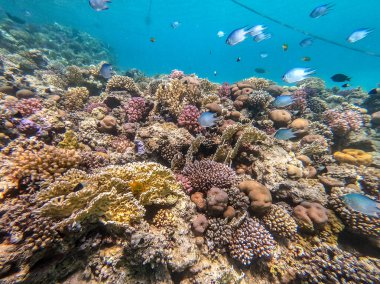 Sualtı panoramik mercan resifleri tropikal balıklar, deniz yosunları ve Mısır 'daki mercanlar. Acropora gemmifera ve Hood mercanı ya da Pürüzsüz karnabahar mercanı (Stylophora pistillata), Lobophyllia hemprichii, Acropora hemprichii veya Pristine Stag
