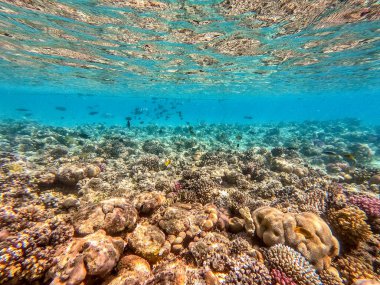 Sualtı panoramik mercan resifleri tropikal balıklar, deniz yosunları ve Mısır 'daki mercanlar. Acropora gemmifera ve Hood mercanı ya da Pürüzsüz karnabahar mercanı (Stylophora pistillata), Lobophyllia hemprichii, Acropora hemprichii veya Pristine Stag