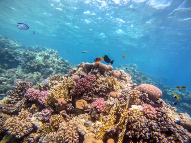 Sualtı panoramik mercan resifleri tropikal balıklar, deniz yosunları ve Mısır 'daki mercanlar. Acropora gemmifera ve Hood mercanı ya da Pürüzsüz karnabahar mercanı (Stylophora pistillata), Lobophyllia hemprichii, Acropora hemprichii veya Pristine Stag