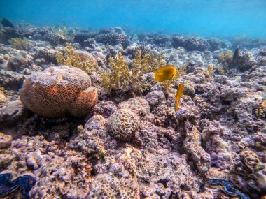 Mercan resifinde suyun altında Pomacentrus sülfüre olarak bilinen tropik sülfür genç hanım. Mercanlar ve tropikal balıklarla dolu su altı yaşamı. Kızıl Deniz 'deki Mercan Resifi, Mısır
