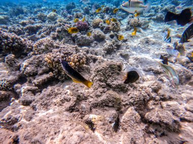 Balıkların farklı türleri - yelken tang veya Desjardin 'in yelken yüzgeci tang, Hipposcarus longiceps veya Uzun Burunlu Parrotfish, Rhinecanthus suikast balığı veya Picasso tetikleyici, Birdmouth wrasse, Klunzinger' s wrasse ve diğer tropikal balıklar