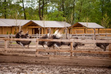 Devekuşu - Struth io camelus, Afrika 'nın büyük bölgelerine özgü, uzun güçlü bacakları, uzun boynu ve küçük kafası olan, yaşayan en büyük kuş türüdür. Devekuşlarının çiftleşmesi, organik tarım kavramı.