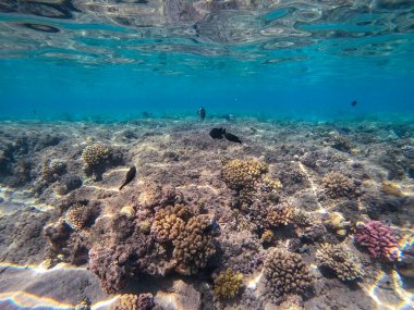 Sualtı panoramik mercan resifleri tropikal balıklar, deniz yosunları ve Mısır 'daki mercanlar. Acropora gemmifera ve Hood mercanı ya da Pürüzsüz karnabahar mercanı (Stylophora pistillata), Lobophyllia hemprichii, Acropora hemprichii veya Pristine Stag