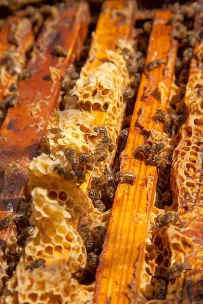 Arı kovanının çerçeveleri. Bal arılarının oluşturduğu çerçeveleri gösteren açılan kovan gövdesinin yakından görünümü
