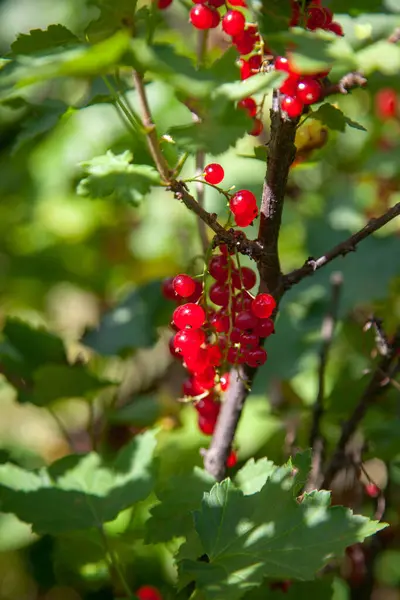 Red currant berries grow on a bush in sunny garden. Red currants plantation in summer orchard. Red currant berries in sunny garden