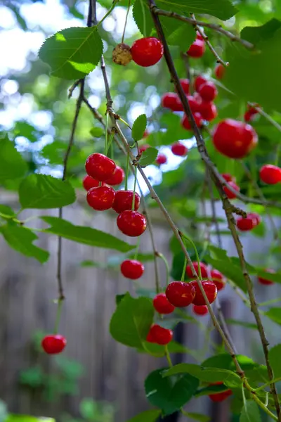 Cherry on branch. Red cherry berry on tree branch with green leaves in a garden. Light red cherries ripen in summer season on farmer\'s orchard. Harvesting on farm or in garden