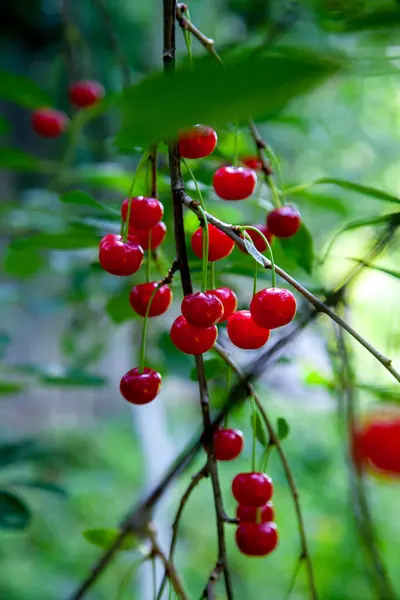 Cherry on branch. Red cherry berry on tree branch with green leaves in a garden. Light red cherries ripen in summer season on farmer's orchard. Harvesting on farm or in garden