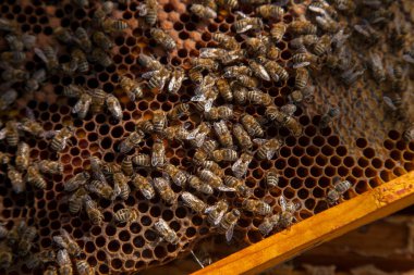 Arı kovanının çerçeveleri. Yavruları için açık ve kapalı hücrelerle kovanın içindeki meşgul arılar. O genç arıların doğumu. Bazı hayvanlar ve petek yapısını gösteren yakın