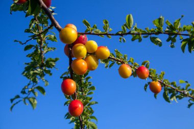 Mirabelle eriği (ayrıca Mirabelle eriği veya kiraz eriği olarak da bilinir), erik ağacından oluşan bir erik grubudur. Olgun kırmızı kiraz eriği meyveli dallar. Meyve bahçesinde yetişen kiraz ağacı