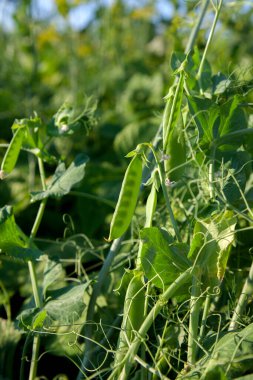 Bahçedeki bezelye bitkisinin üzerindeki parlak yeşil bezelye kabukları. Bezelye yetiştiriyorum. Sebze bahçesinde çiçek ve kabuklu taze bezelyelerin yakın görüntüsü.