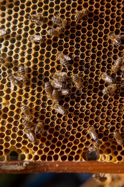 Frames Van Een Bijenkorf Drukke Bijen Gele Honingraat Met Open — Stockfoto
