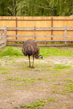 Australian ostrich emu known as Dromaius novaehollandiae is the second largest living bird on the planet. Emu is flightless bird and native to Australia. Farmer breeding of ostriches, organic farming concept clipart