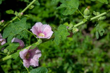 White-pink flowers of musk mallow or lavatera with a yellow center lit by the sun in the courtyard of the house in summer. Mallow flowers, selective focus. Musk mallow flower on a green backgroun