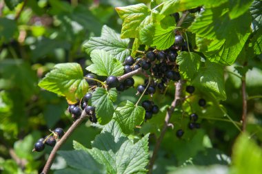 Olgun böğürtlen ve yapraklarla kaplı siyah frenk üzümü çalıları bulanık doğal yeşil arka planda. Çiftlikte ya da bahçede hasat.
