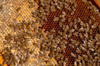 Tatlı ballı arı kovanından alınan bir arı kovanının çerçeveleri. Tatlı bal için açık ve mühürlü hücreleri olan sarı bal peteğinde meşgul arılar. Arı balı güzel kahverengi bal peteğinde toplandı.