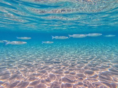 Mercan resifinde suyun altında Mugil Cephalus olarak bilinen gri tekir balığı sürüsü. Mercanlar ve tropikal balıklarla dolu su altı yaşamı. Kızıl Deniz 'deki Mercan Resifi, Mısır