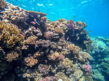 Sualtı panoramik mercan resifleri tropikal balıklar, deniz yosunları ve Mısır 'daki mercanlar. Acropora gemmifera ve Hood mercanı ya da Pürüzsüz karnabahar mercanı (Stylophora pistillata), Lobophyllia hemprichii, Acropora hemprichii veya Pristine Stag