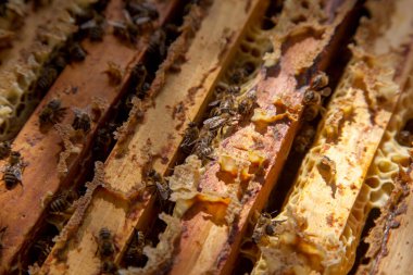 Arı kovanının çerçeveleri. Bal arılarının oluşturduğu çerçeveleri gösteren açılan kovan gövdesinin yakından görünümü