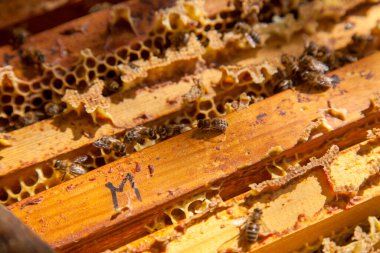Arı kovanının çerçeveleri. Bal arılarının oluşturduğu çerçeveleri gösteren açılan kovan gövdesinin yakından görünümü