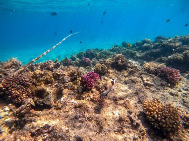 Mercan resifinde su altındaki Arothron diadematus olarak bilinen maskeli balon, Tetraodontidae familyasına aittir. Mercanlar ve tropikal balıklarla dolu su altı yaşamı. Kızıl Deniz 'deki Mercan Resifi, Mısır