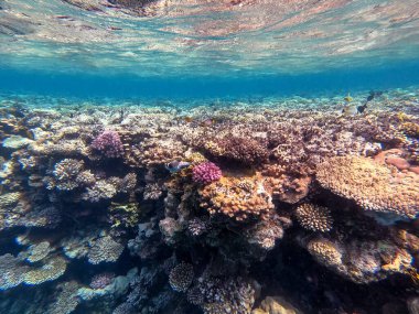 Sualtı panoramik mercan resifleri tropikal balıklar, deniz yosunları ve Mısır 'daki mercanlar. Acropora gemmifera ve Hood mercanı ya da Pürüzsüz karnabahar mercanı (Stylophora pistillata), Lobophyllia hemprichii, Acropora hemprichii veya Pristine Stag