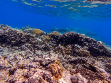 Sualtı panoramik mercan resifleri tropikal balıklar, deniz yosunları ve Mısır 'daki mercanlar. Acropora gemmifera ve Hood mercanı ya da Pürüzsüz karnabahar mercanı (Stylophora pistillata), Lobophyllia hemprichii, Acropora hemprichii veya Pristine Stag