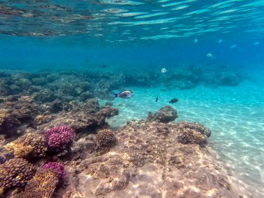 Sualtı panoramik mercan resifleri tropikal balıklar, deniz yosunları ve Mısır 'daki mercanlar. Acropora gemmifera ve Hood mercanı ya da Pürüzsüz karnabahar mercanı (Stylophora pistillata), Lobophyllia hemprichii, Acropora hemprichii veya Pristine Stag