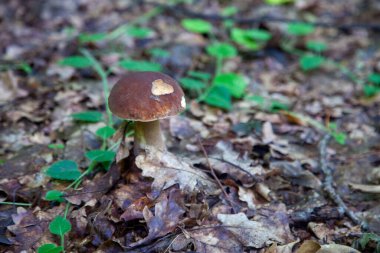 Boletus edulis mantarı (seps, penny bun, porcino veya kral bolete, genellikle Porcini mantarı olarak bilinir) sonbahar mevsiminde yosun ve düşen yapraklar arasında orman toprağında yetişir.