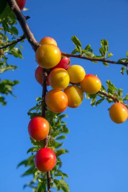 Mirabelle eriği (ayrıca Mirabelle eriği veya kiraz eriği olarak da bilinir), erik ağacından oluşan bir erik grubudur. Olgun kırmızı kiraz eriği meyveli dallar. Meyve bahçesinde yetişen kiraz ağacı