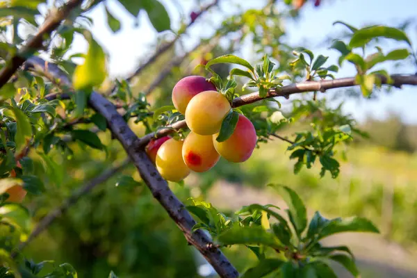 Mirabelle plum, also known as mirabelle prune or cherry plum, is a cultivar group of plum trees of the genus Prunus. Branches with ripe red-yellow cherry plum fruit. Cherry plum tree with fruits growing in a orchard