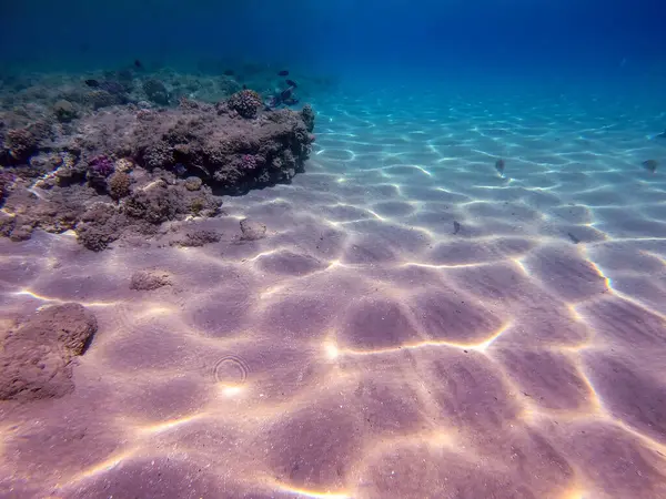 Sualtı panoramik mercan resifleri tropikal balıklar, deniz yosunları ve Mısır 'daki mercanlar. Acropora gemmifera ve Hood mercanı ya da Pürüzsüz karnabahar mercanı (Stylophora pistillata), Lobophyllia hemprichii, Acropora hemprichii veya Pristine Stag