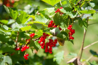 Red currant berries grow on a bush in sunny garden. Red currants plantation in summer orchard. Red currant berries in sunny garden