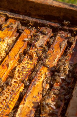 Arı kovanının çerçeveleri. Bal arılarının oluşturduğu çerçeveleri gösteren açılan kovan gövdesinin yakından görünümü